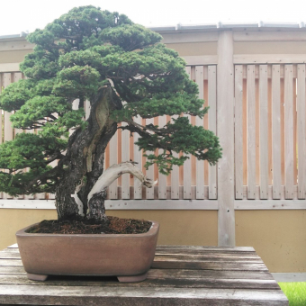 盆栽-BONSAI-